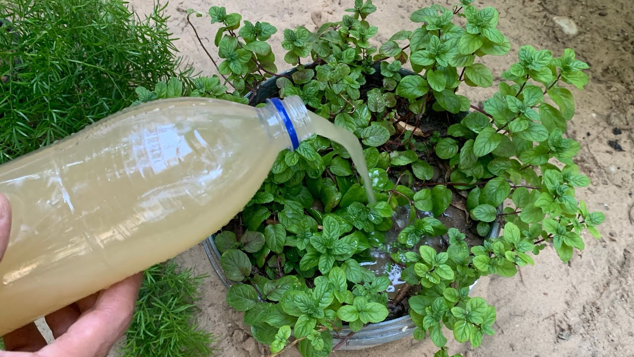محلول الخميرة سماد طبيعي لتسريع نمو النبات والجذور ومضاد فطري 🌿🌱 فوائد الخميرة وطرق الاستخدام الصح