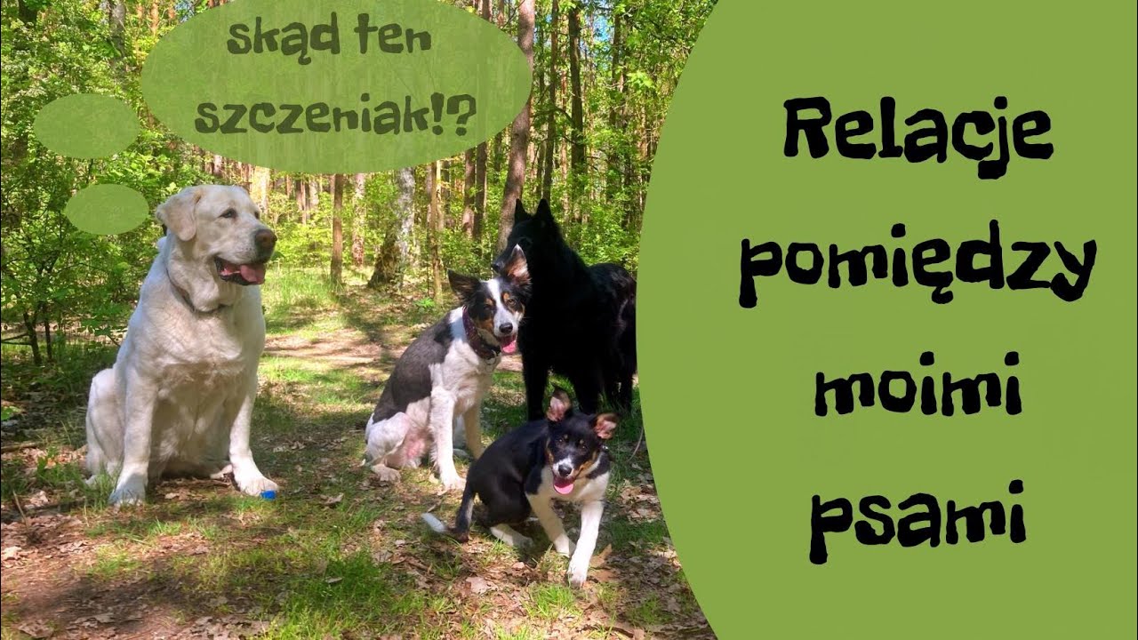 Psie relacje w moim domu. Jak wprowadzić szczeniaka do dorosłych psów? #Trener opowiada 51