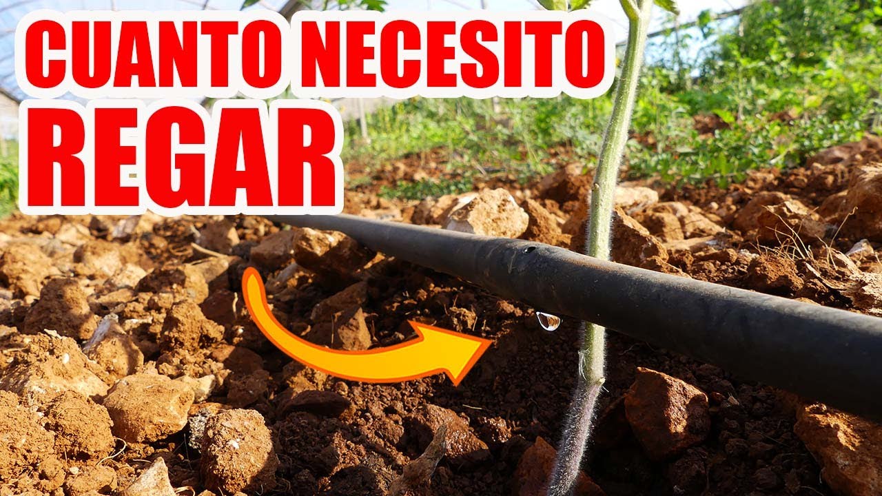 CUANTO RIEGO NECESITAN MIS PLANTAS / EL ARTE  DE REGAR CORRECTAMENTE