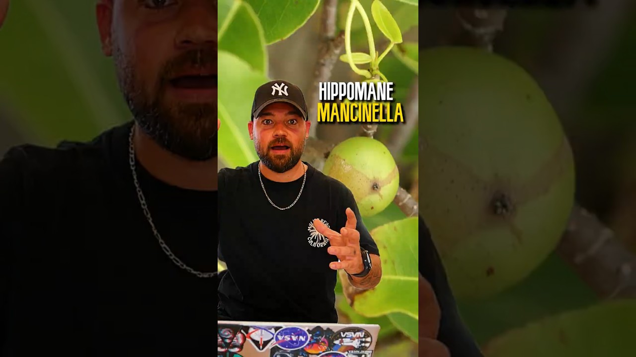 L'arbre le plus DANGEREUX du monde 🌴☣️