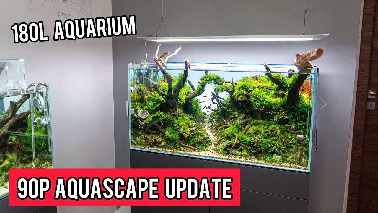 90P (180L) Aquascape Aquarium Update nach 8 Monaten | Pachi aquarium