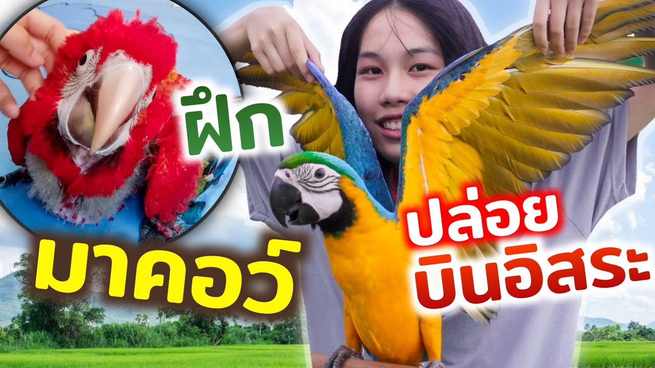 ภารกิจ 1วันฝึกนกเเก้วมาคอว์!!! บินอิสระให้ได้!!!