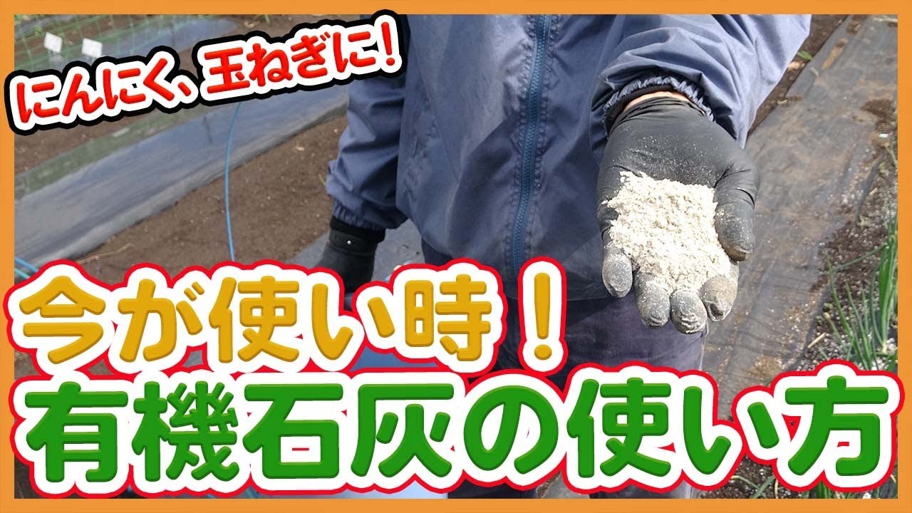 タマネギ栽培には有機石灰！家庭菜園や農園でさび病を予防する石灰の使い方を徹底解説！長期保存にも有効！【農家直伝】/ How to use organic lime to prevent rust.
