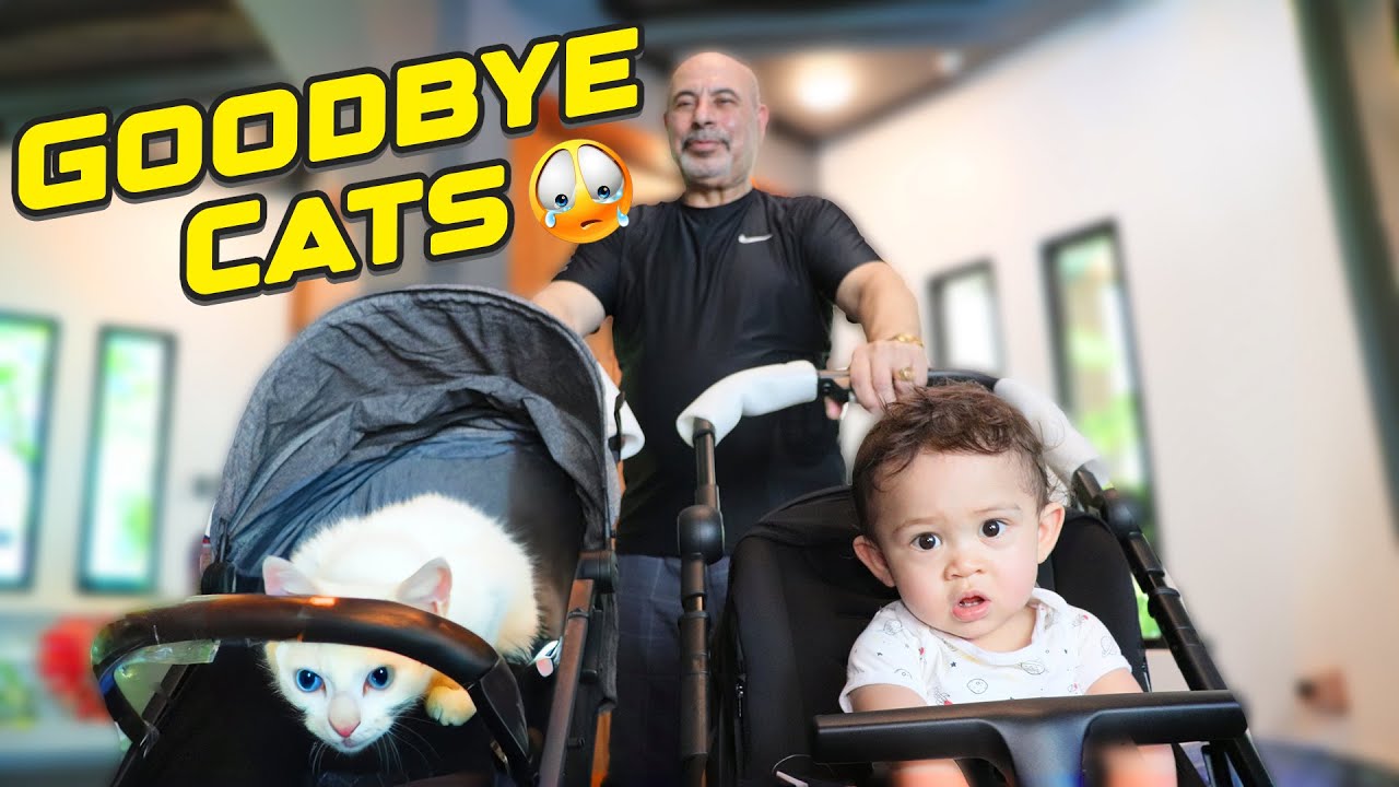 MILADO Says GOODBYE to the CATS (Sad Day)
