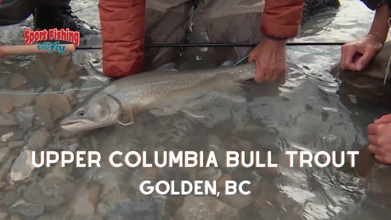FLY FISHING: UPPER COLUMBIA RIVER BULL TROUT