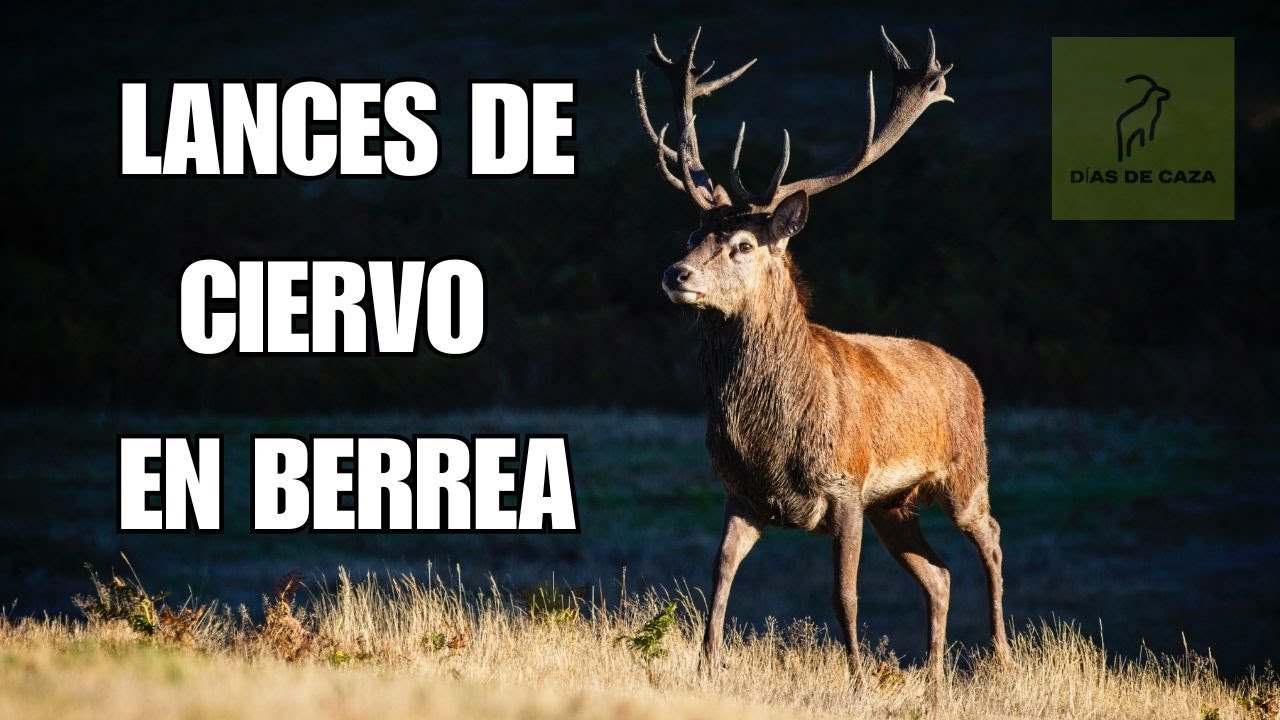 Caza Mayor: Lances de Ciervos a Rececho en berrea | D&iacute;as de Caza