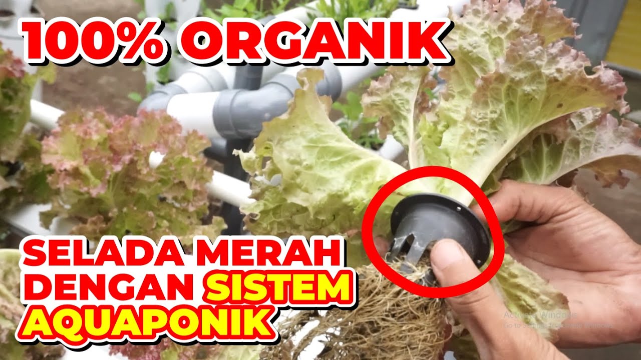 TUTORIAL MENANAM SELADA MERAH PADA SISTEM AQUAPONIK LELE