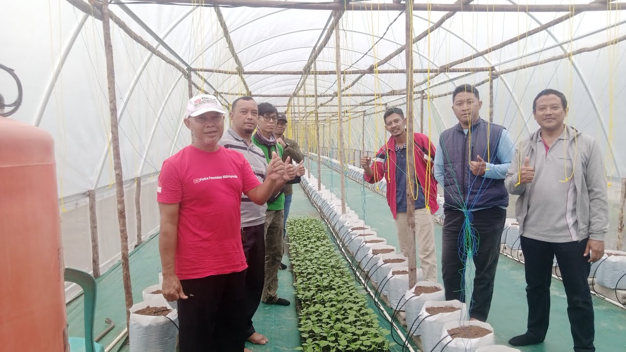 Cara tanam melon supaya cepat panen