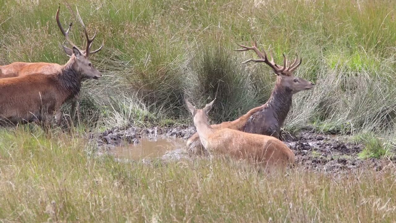 Red Deer Exmoor Early September 2025