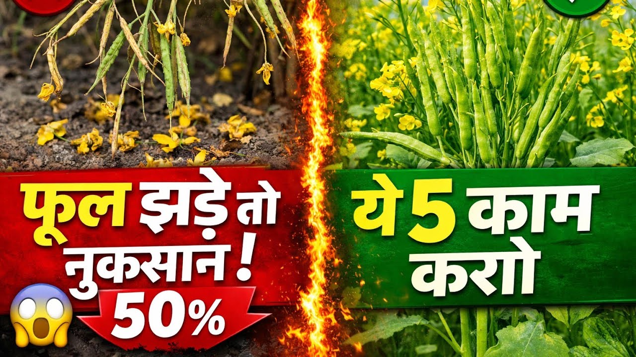 सरसों में फूल आते ही ये काम नहीं किया तो 50% नुकसान तय! | Mustard Flowering Care Tips