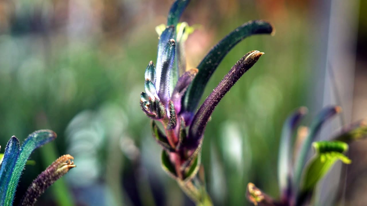 The Garden Gurus - Blue Kangaroo Paw