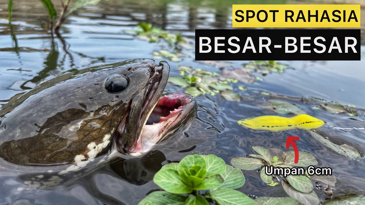 SEMUA PEMANCING GABUS PENGIN KESINI‼️CASTING GABUS BABON TEPAT DI SARANGNYA