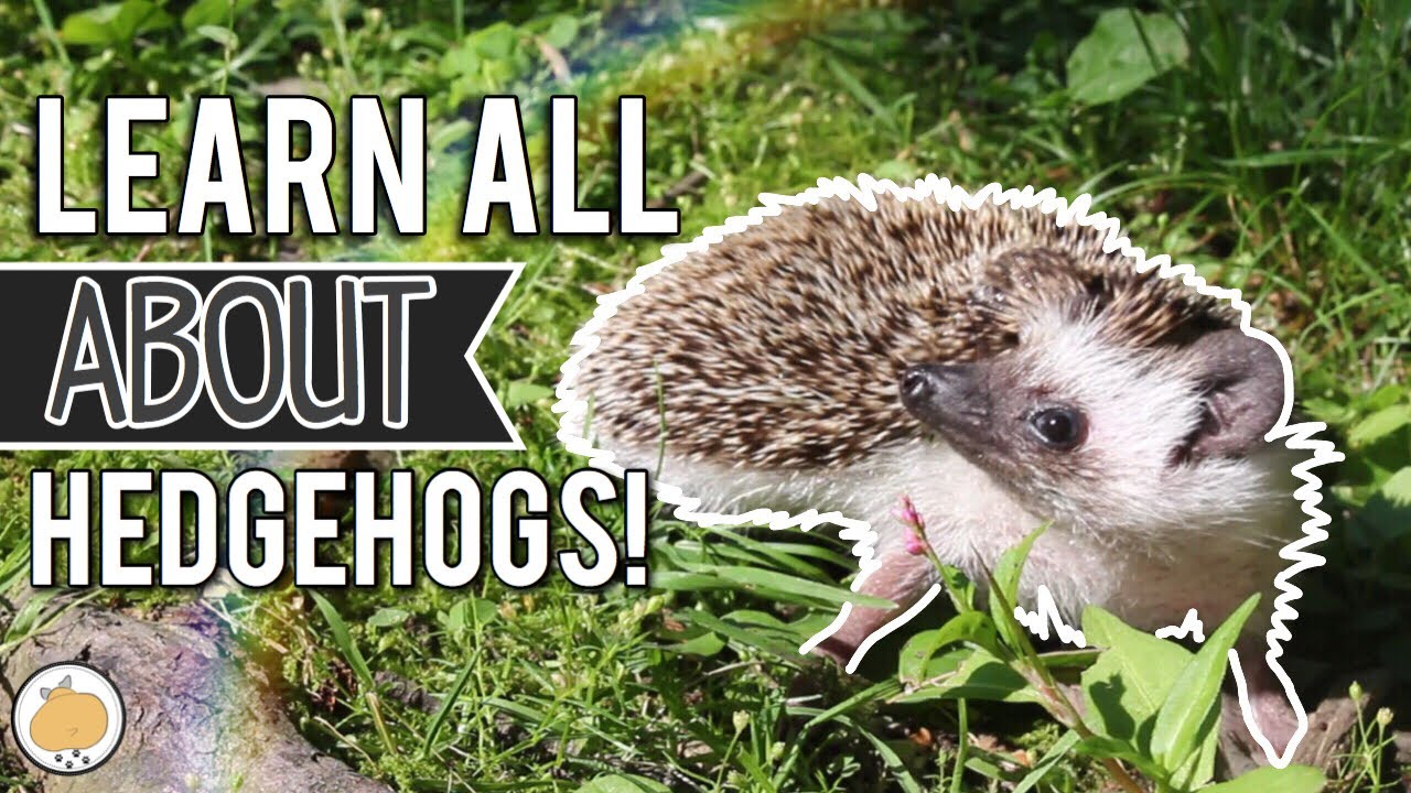 Hedgehog Exploring for 8 Minutes! 🦔 | Pet Hedgehogs