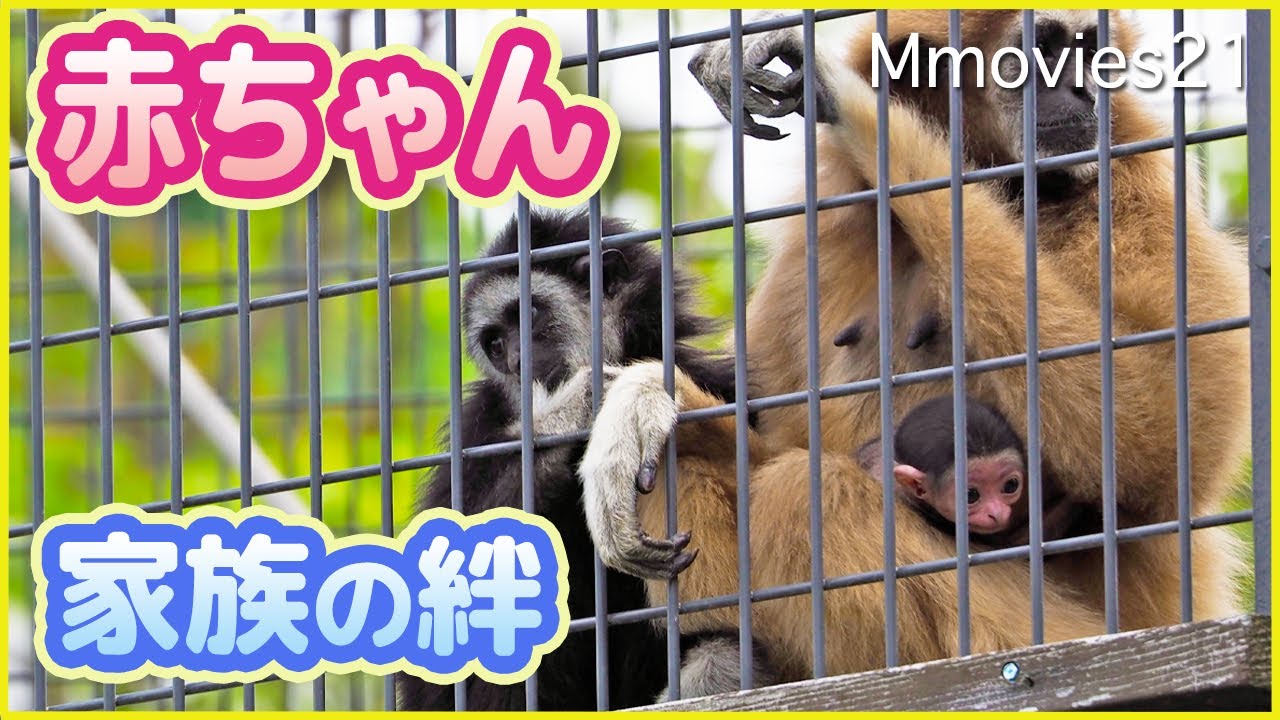 おめでとう！シロテテナガザルの赤ちゃん誕生・授乳・抱っこしながら歌うラーチャ〜Baby Lar Gibbon