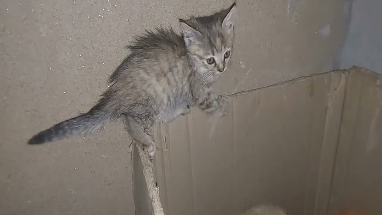 Mother Cat And Her 4 Kittens 
