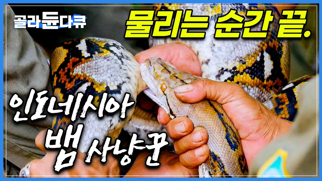 생계를 위해 장비도 없이 독을 품은 뱀과 매일 맨손 사투를 벌이는 인도네시아 뱀 사냥꾼│한순간에 실수가 목숨을 결정하는 절체절명의 순간│인도네시아 땅꾼│극한직업│#골라듄다큐