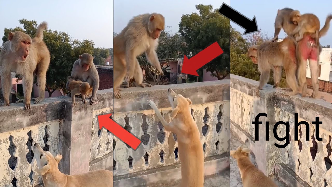 कुत्ते और बन्दर की फाइट dog and monkey#viralvideo#fight