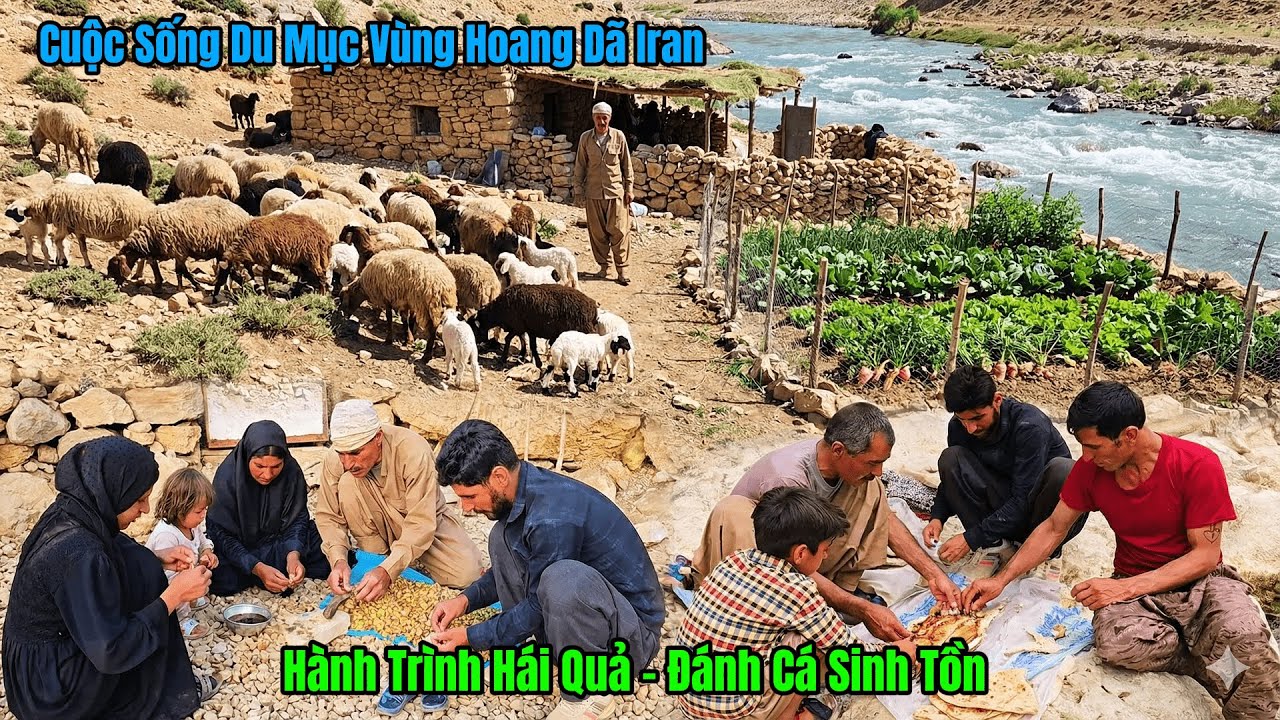 Cuộc Sống Du Mục Iran - Hái Quả Đánh Cá - Gia Đình Du Mục Zabannu