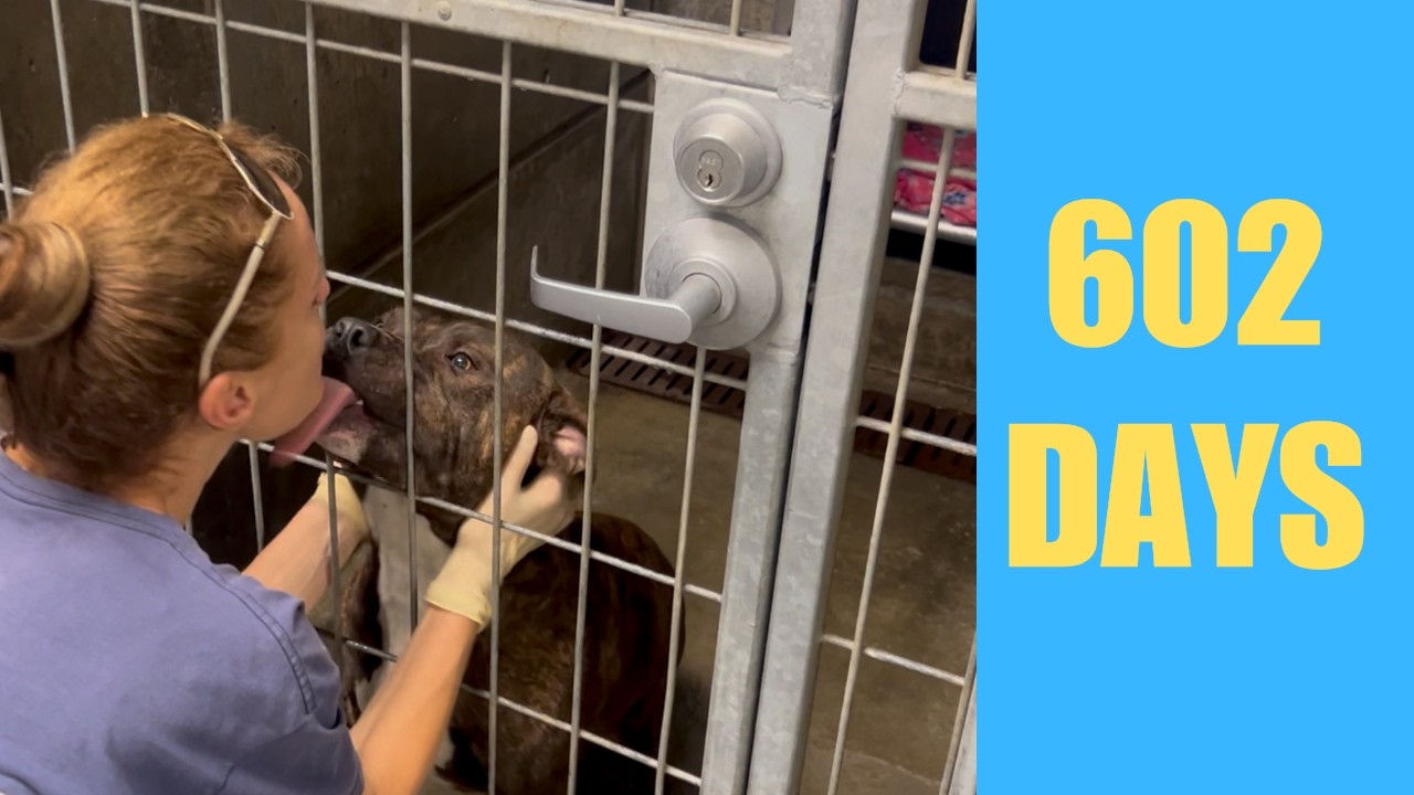 602 DAYS And Counting — Shelter Dog Who Loves Everyone Doesn't Get It