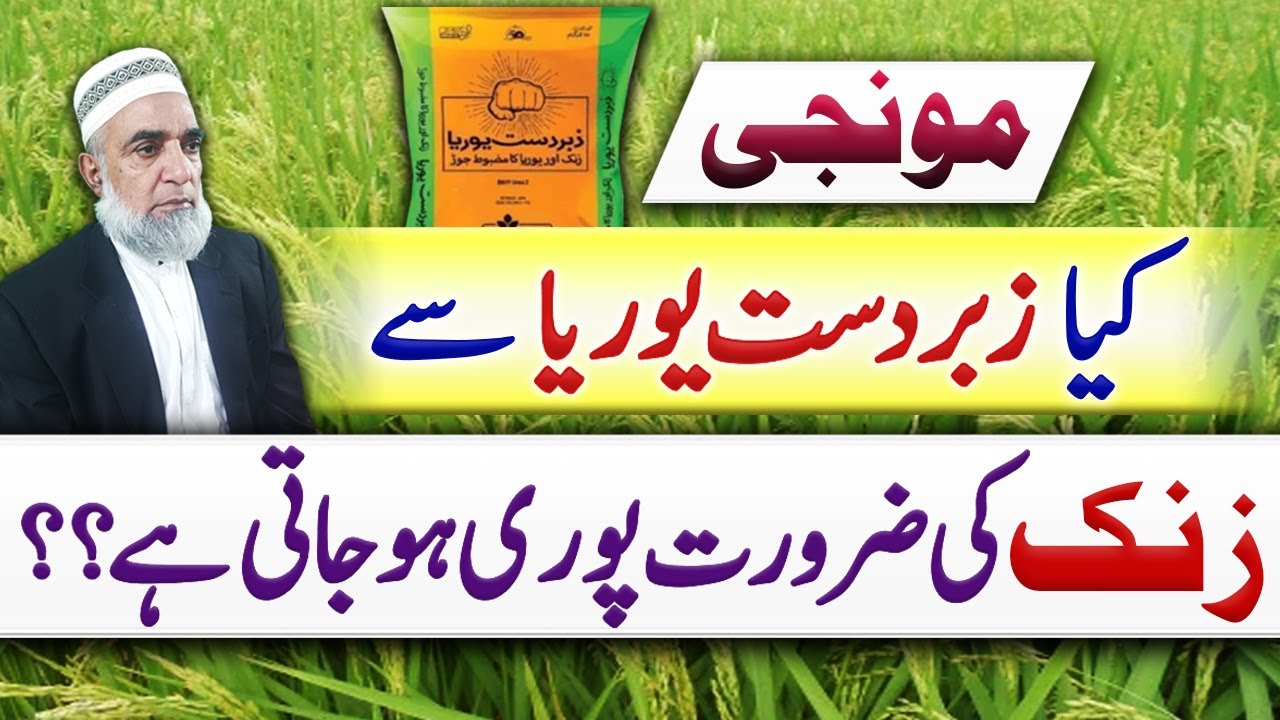 Is Zabardast Urea sufficient for Zinc requirements of Rice crop || Crop Reformer