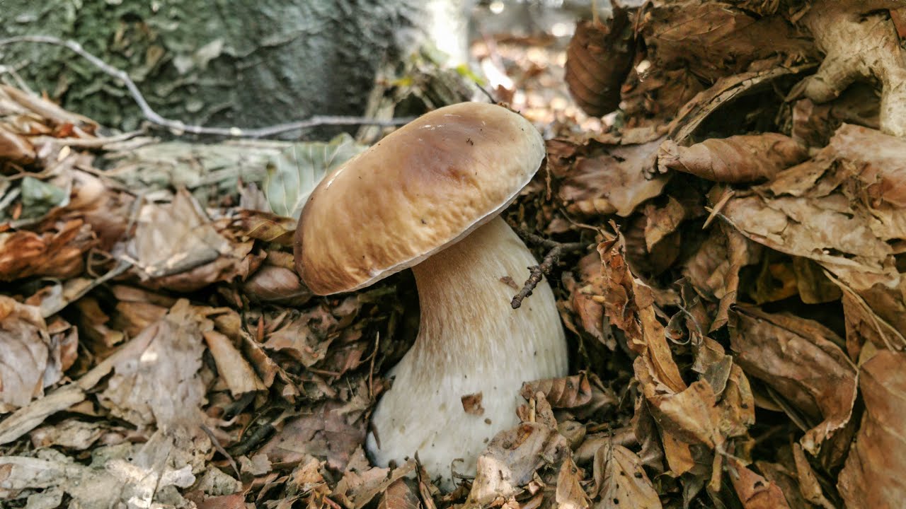 Porcini in Appennino, fra faggi e spie!