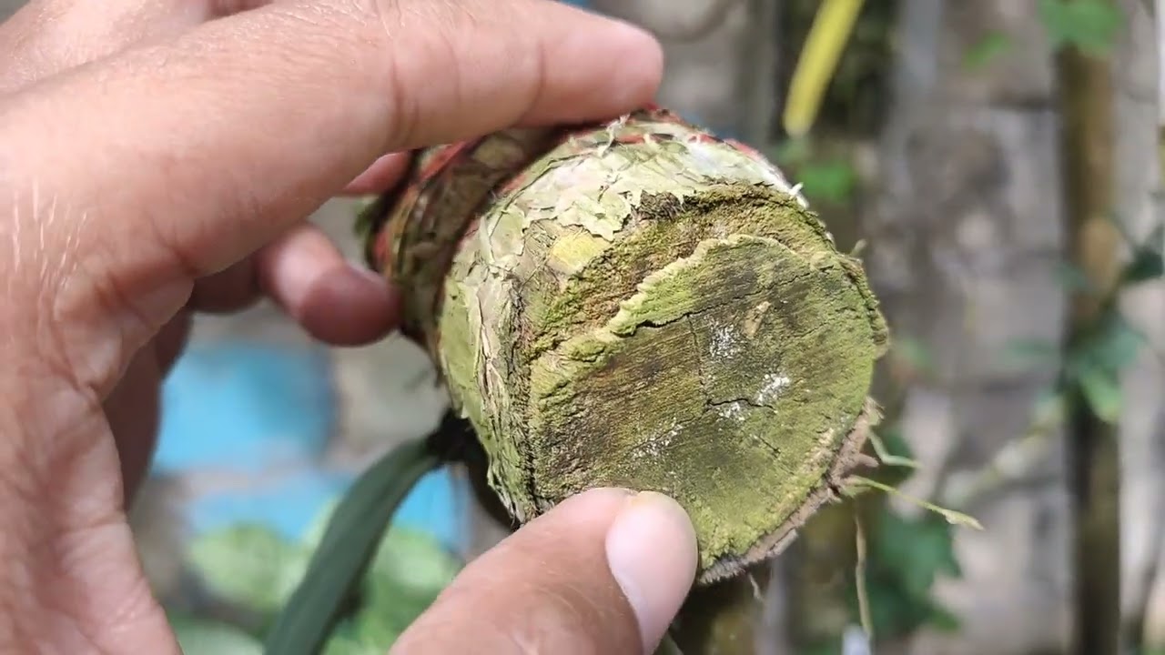 Pemula harus tahu,perbedaan fungisida kontak dan sistemik serta pengaplikasian pada anggrek