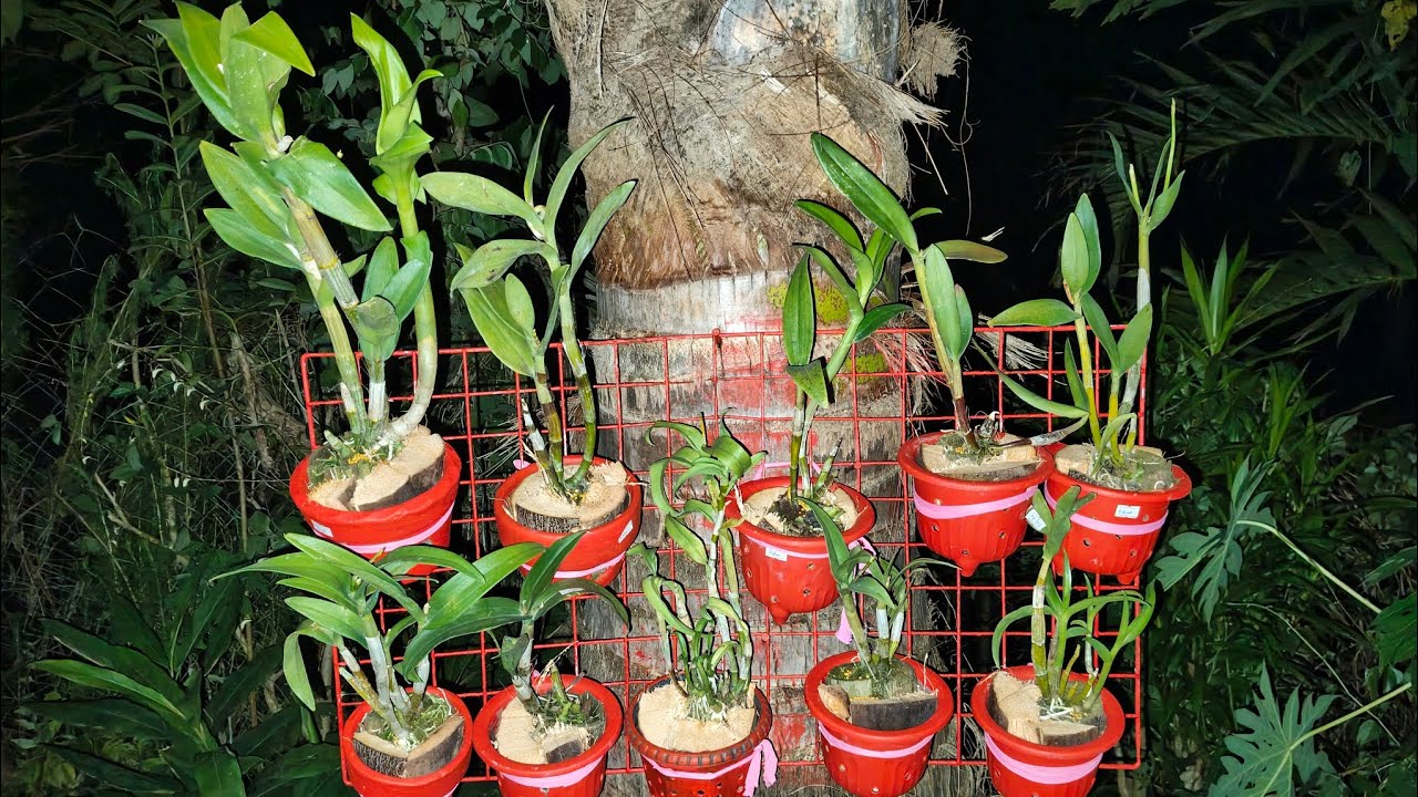 Paano ako magtanim ng dendrubium orchids 