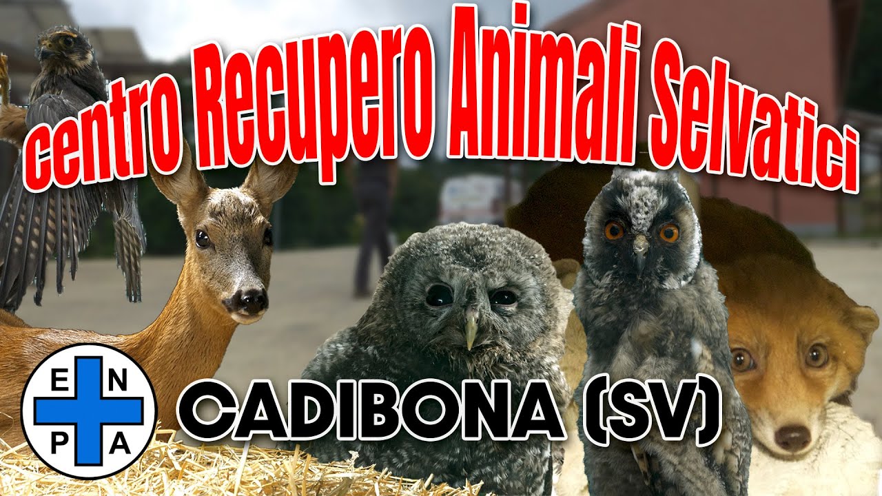 Centro Recupero Animali Selvatici: visita al CRAS di Cadibona, Savona