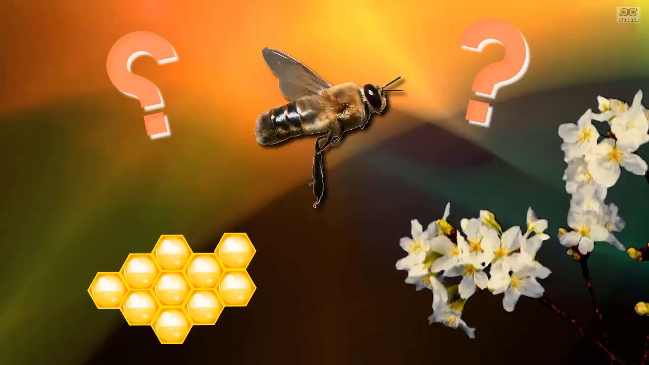 🐝 La vie à la ruche Comment l’abeille devient elle reine 👑