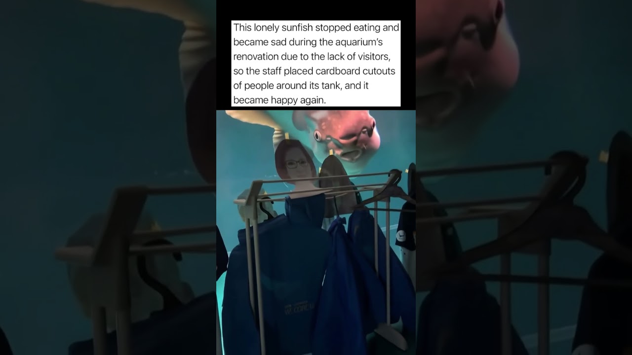 Sunfish Becomes Sad During Aquariums Renovations