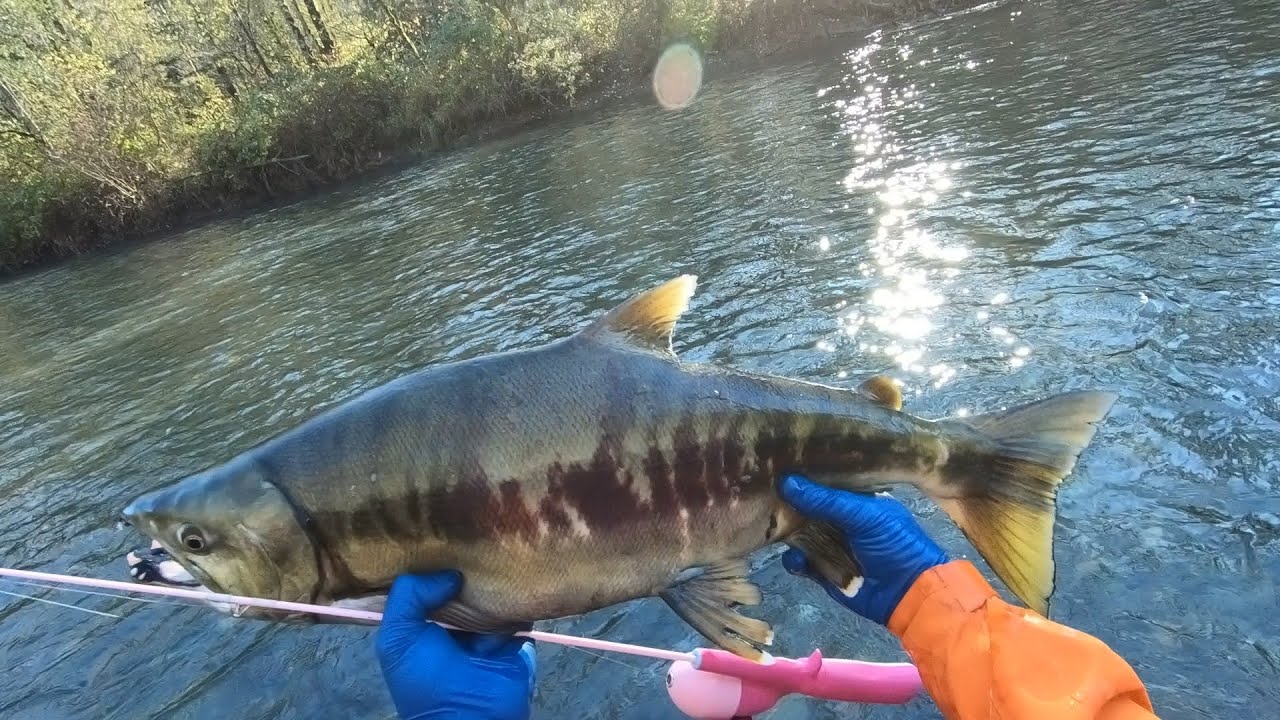 Catching a Chum Salmon on a Barbie Rod