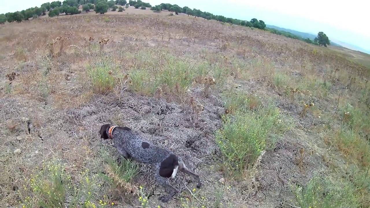 cazando conejos con perros de muestra un dia de media veda 18 braco aleman .