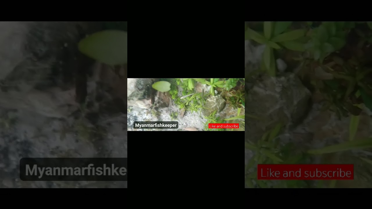 မုတ်သုံကာလ ရေအောက်အပင်များ အသွင်ကူးပြောင်းချိန်  Monsoon aquatic plant transformation