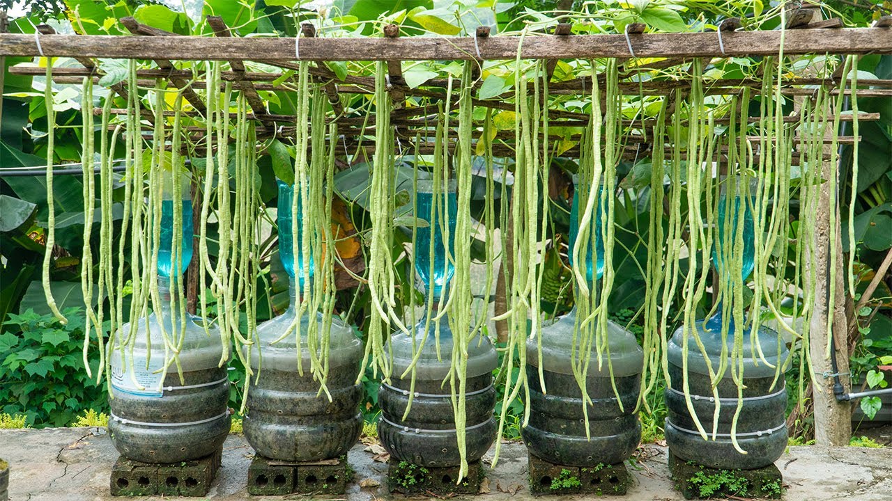 How I Grow Yardlong Beans Faster Than Ever &ndash; Harvest 100kg With Just One Plastic Bottle