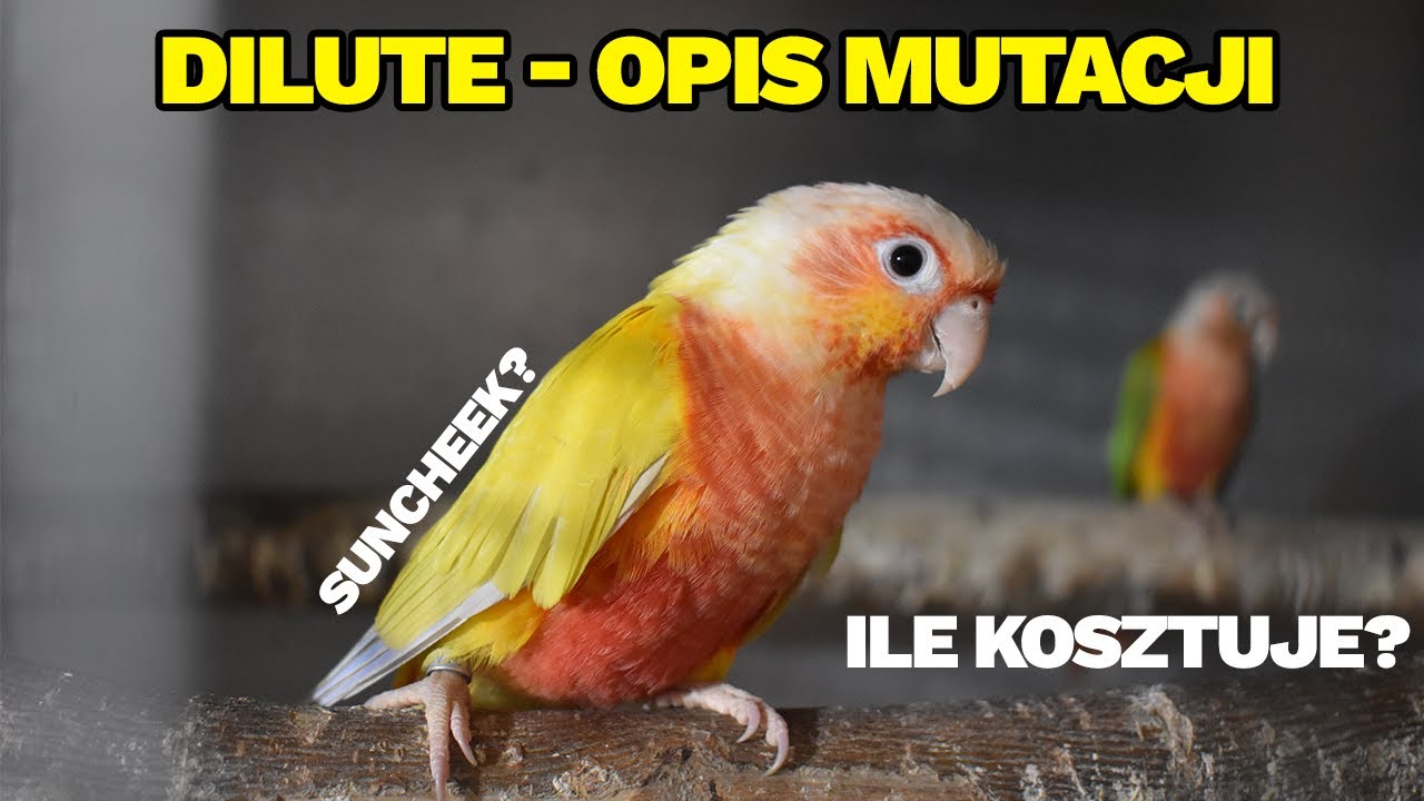 Rudosterka DILUTE (SUNCHEEK, MOONCHEK, MINT) - WSZYSTKO O TEJ MUTACJI!