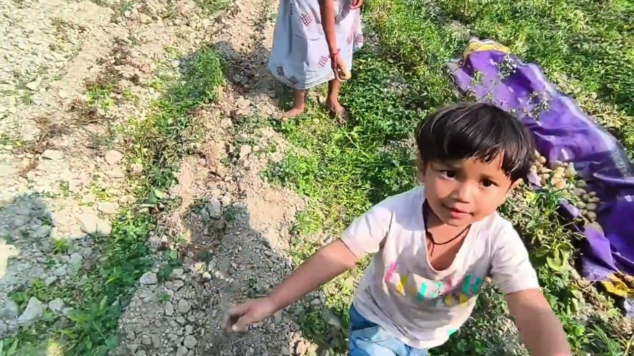 #আমাৰ #খেতি 