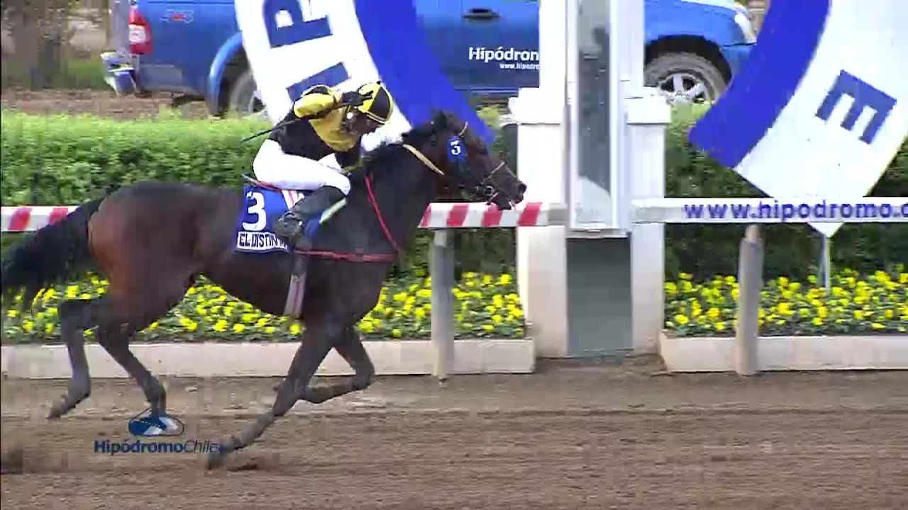 GRAN PREMIO HIPODROMOCHILE   2015   EL DISTINTO