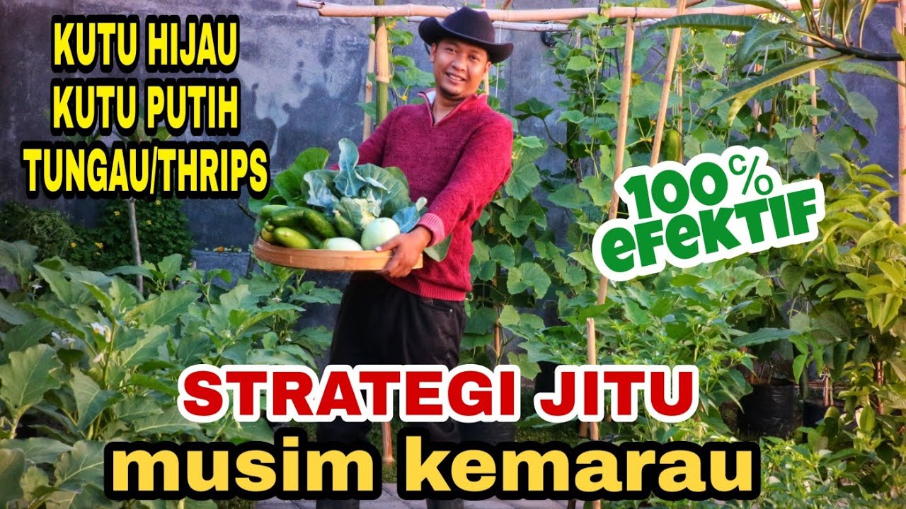 SUKSES BESAR!!! MUSIM KEMARAU, MUSIM KUTU DAUN BUKAN MASALAH