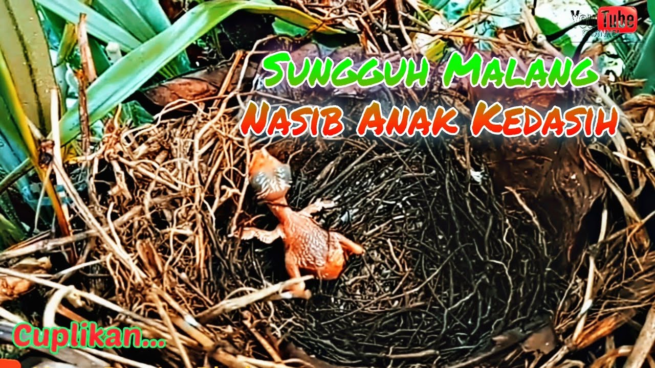 Anak Burung Kedasih Mati Kering Karena Telat Menetas - Baby Cuckoo Bird Died Due To Late Hatching