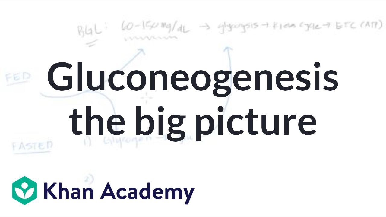 Gluconeogenesis: the big picture | Biomolecules | MCAT | Khan Academy