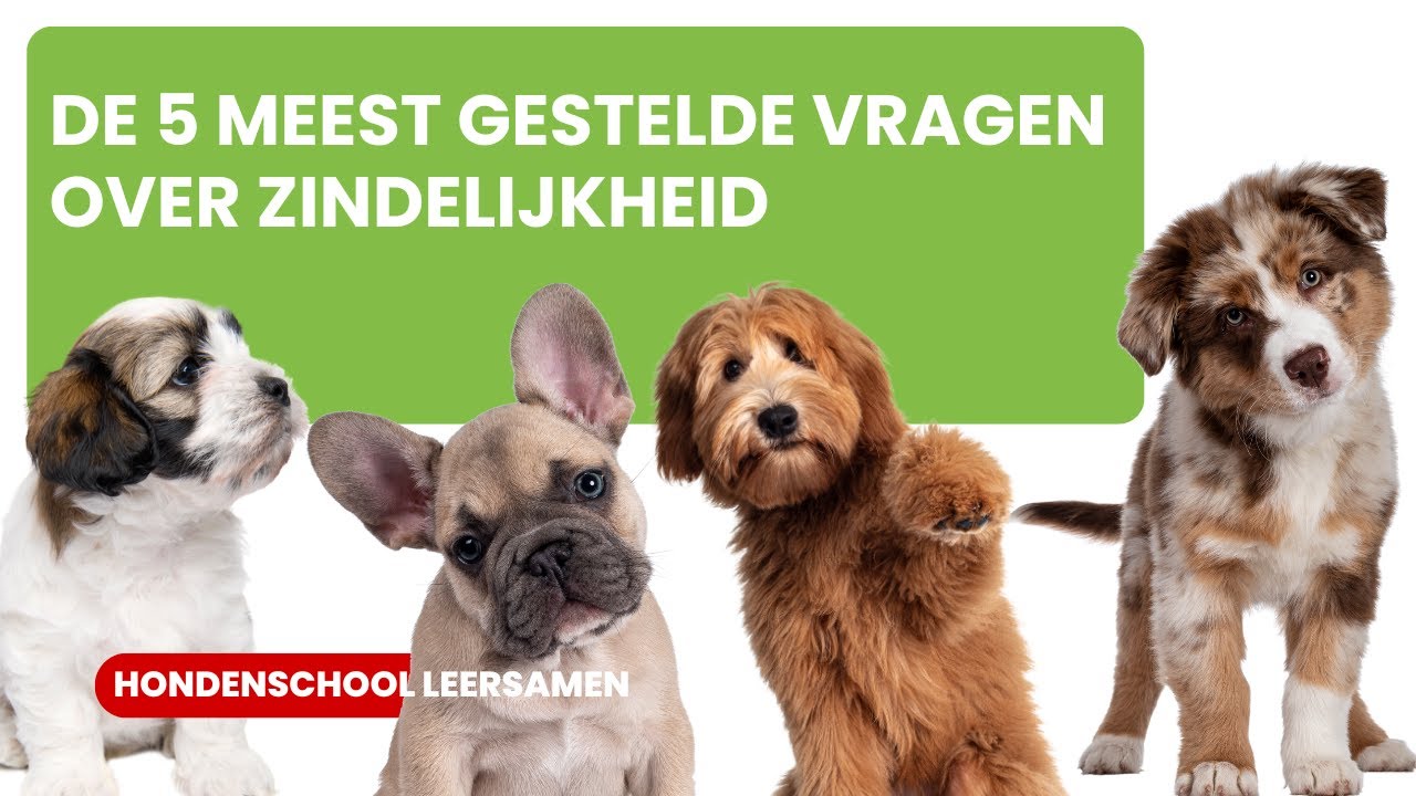 De vijf meest gestelde vragen over zindelijkheid bij pups