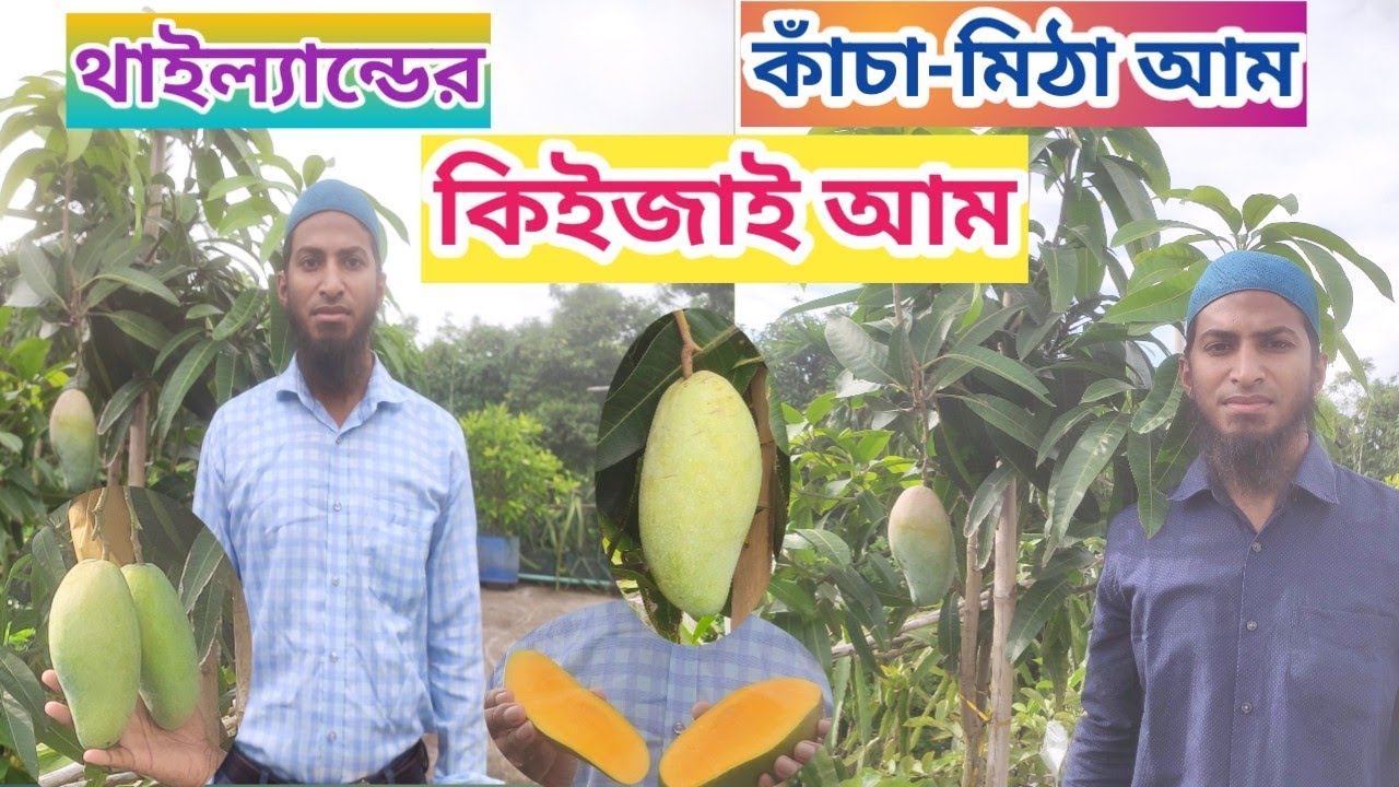 থাইল্যান্ডের কিউজাই আম (কাঁচা-মিঠা আম) Kiojay Mango from Thailand