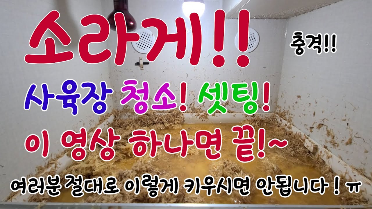 소라게 절대 이렇게 키우시면 안됩니다!!