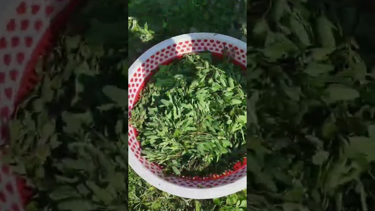 সবাই মিলে জমি থেকে শাক তুলছে