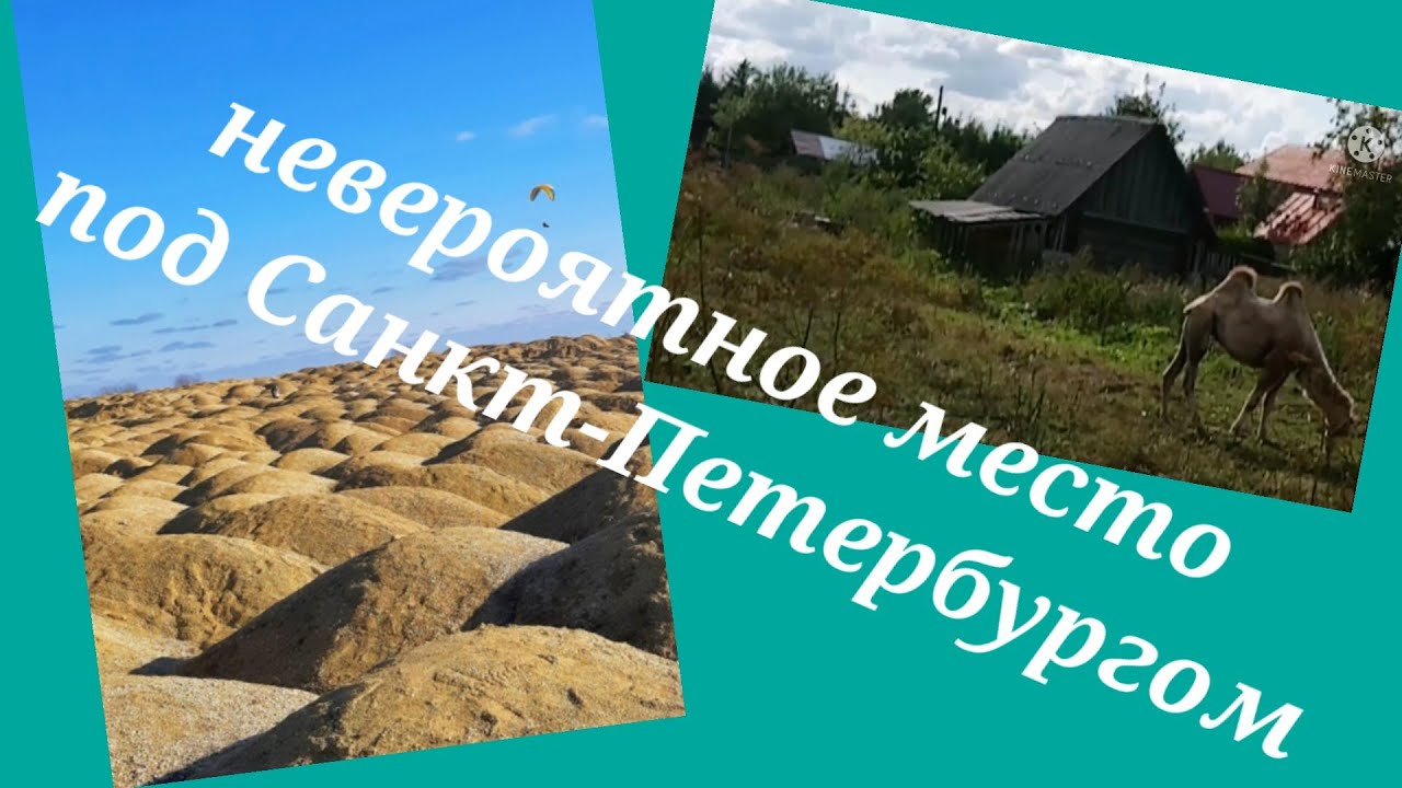 Едем в малоизвестное место под Питером Борницкий Карьер Как туда доехать? увидели верблюда в деревне