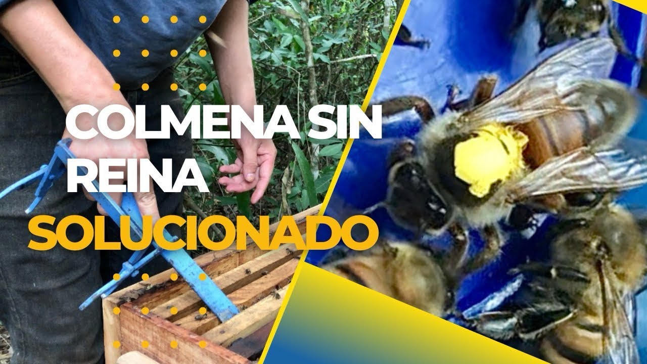 Cómo recuperar una Colmena sin Reina