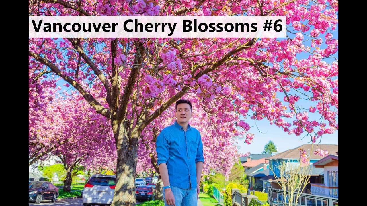 Vancouver Cherry Blossoms #6