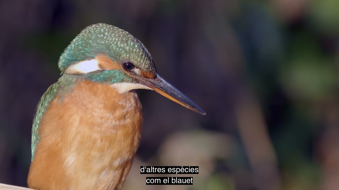 Refugi de la biodiversitat al riu Besòs