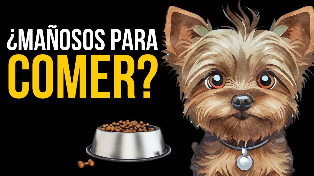 🔴 DESCUBRE el real MOTIVO por qué los YORKSHIRE TERRIER no comen cualquier cosa.