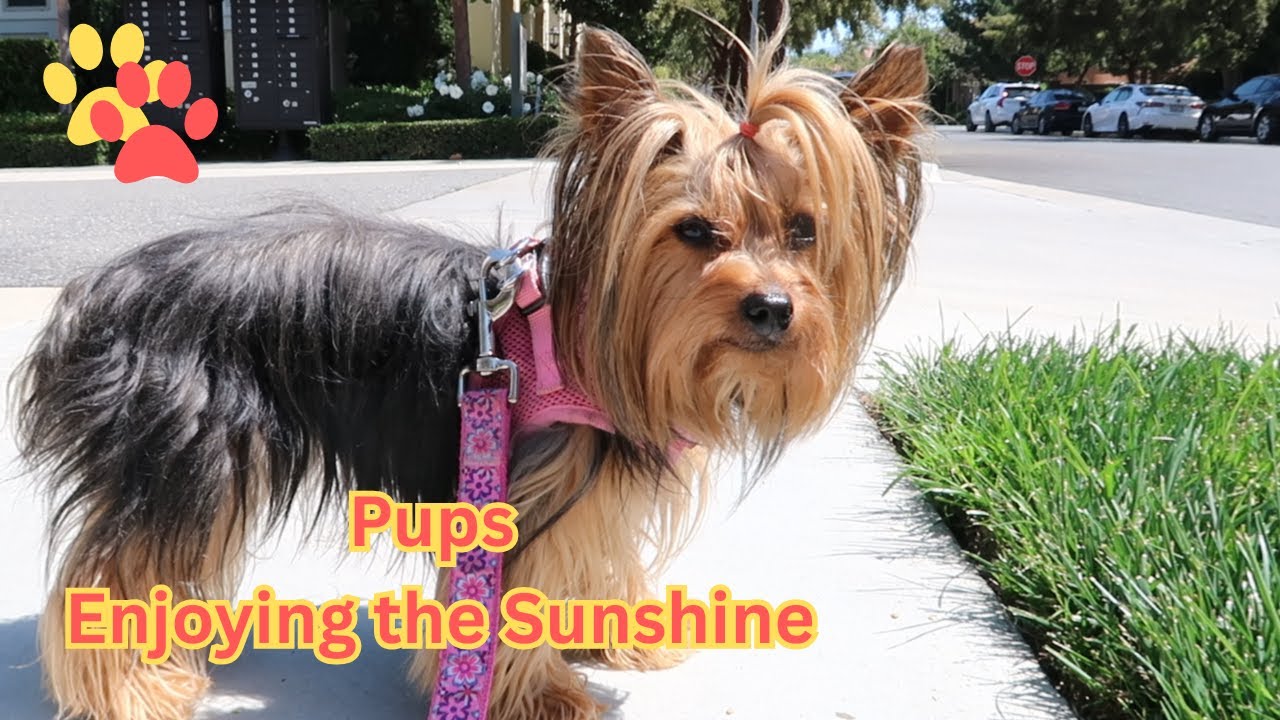 Pups Enjoying the Sunshine | Yorkie & Mini Schnauzer